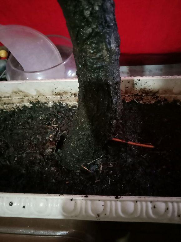 榔榆下山桩养个两三年后 就可以修剪攀扎了