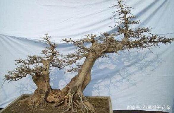 辨识对节白蜡下山桩优劣 要注意这6点