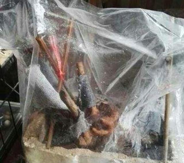 网购了金弹子下山桩 该如何处理栽培呢?