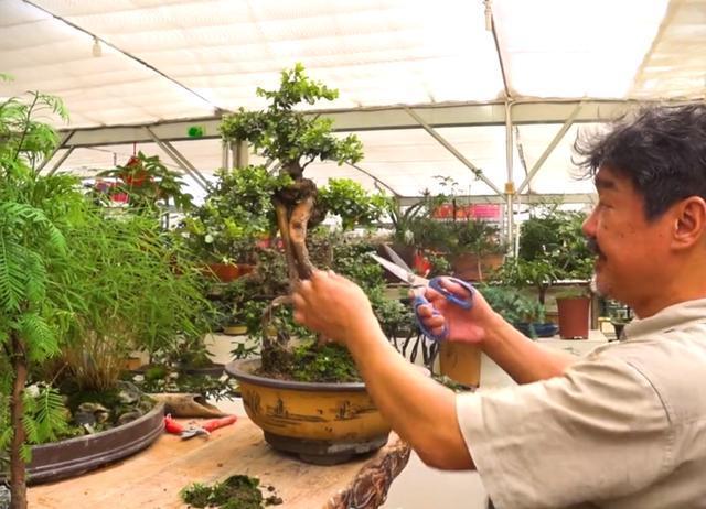 老楼教你如何养活雀梅下山桩