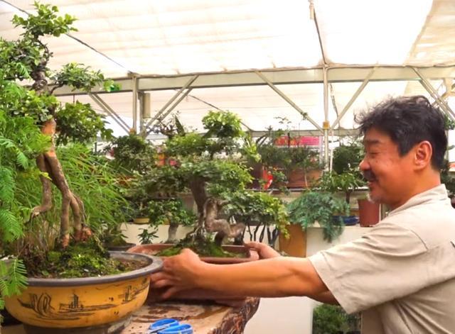 老楼教你如何养活雀梅下山桩