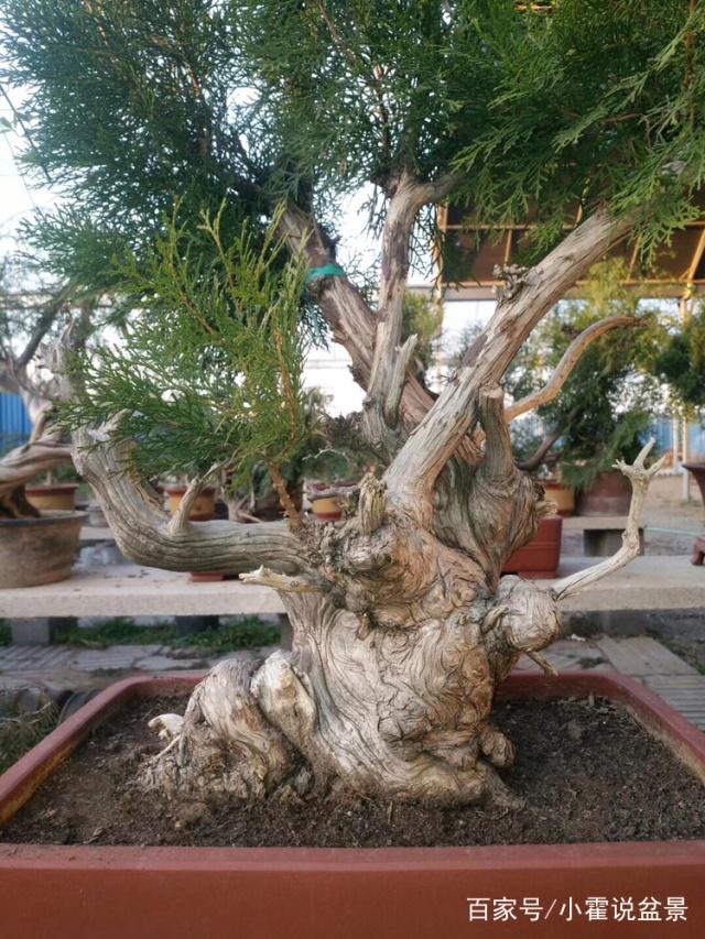 图解 崖柏下山桩成活后的嫁接方法