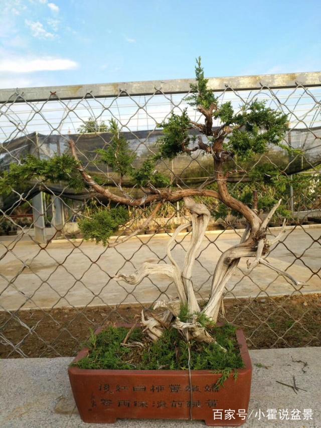 图解 崖柏下山桩成活后的嫁接方法