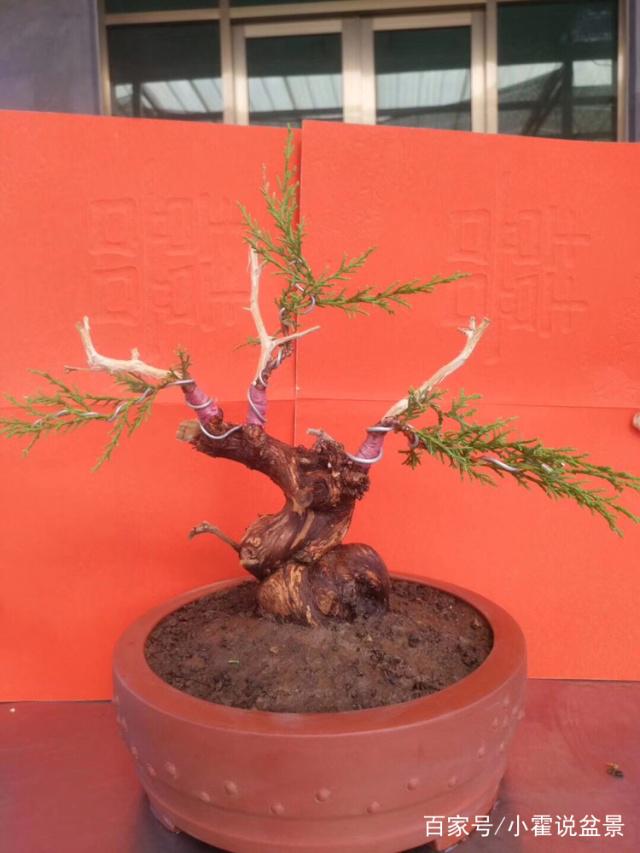 图解 崖柏下山桩成活后的嫁接方法