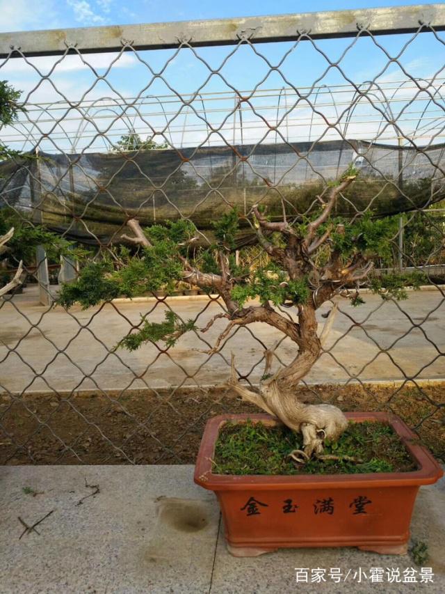 图解 崖柏下山桩成活后的嫁接方法