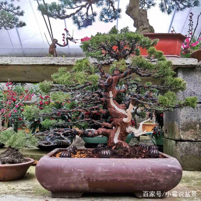 图解 崖柏下山桩成活后的嫁接方法