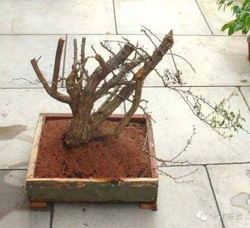 图解 下山桩发芽制作成盆景的过程