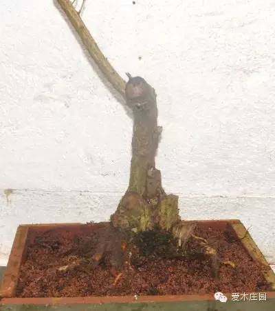 图解 下山桩发芽制作成盆景的过程