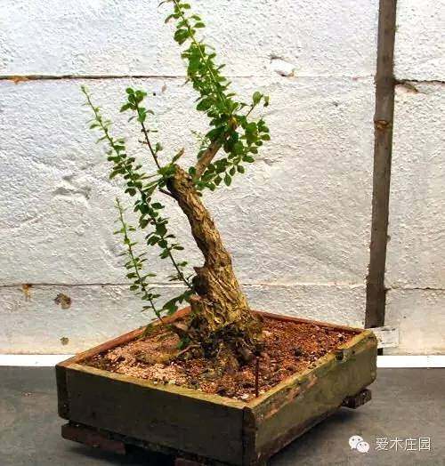 图解 下山桩发芽制作成盆景的过程