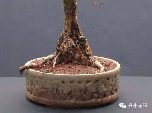 图解 下山桩发芽制作成盆景的过程