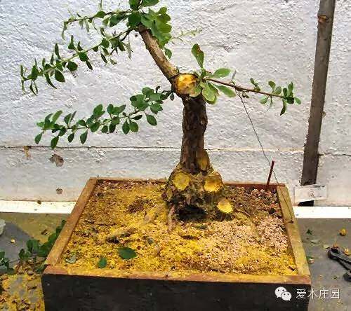 图解 下山桩发芽制作成盆景的过程