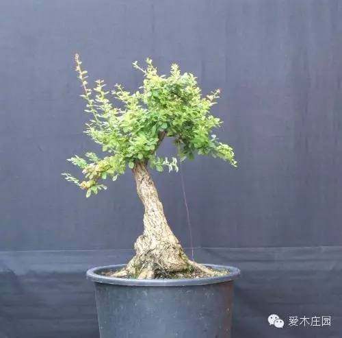 图解 下山桩发芽制作成盆景的过程