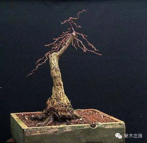 图解 下山桩发芽制作成盆景的过程