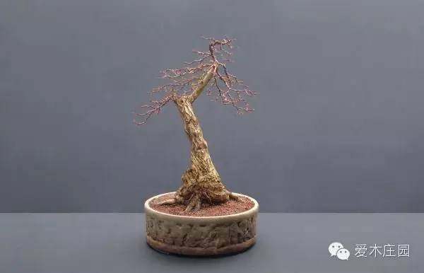 图解 下山桩发芽制作成盆景的过程