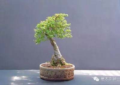 图解 下山桩发芽制作成盆景的过程