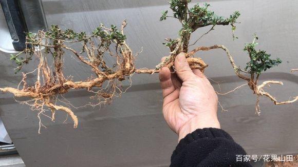 这几个六月雪下山桩 造型品相如何 能入手?