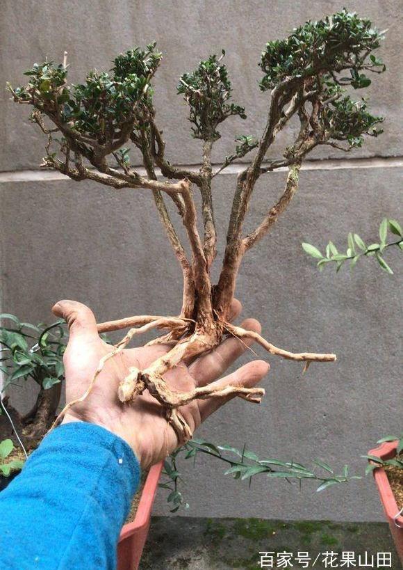 这几个六月雪下山桩 造型品相如何 能入手?