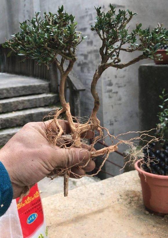 这几个六月雪下山桩 造型品相如何 能入手?