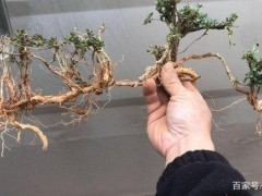 这几个六月雪下山桩价格便宜 造型品相怎样 能入手？