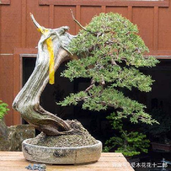 盆景欣赏 美国名家Ryan Neil的收藏真柏盆景