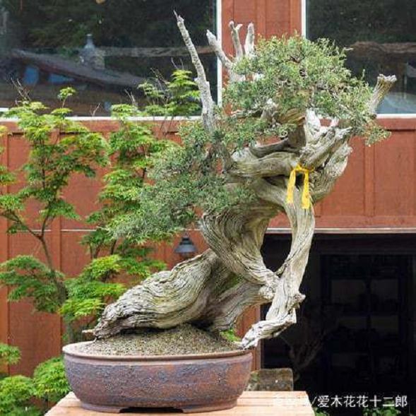 盆景欣赏 美国名家Ryan Neil的收藏真柏盆景