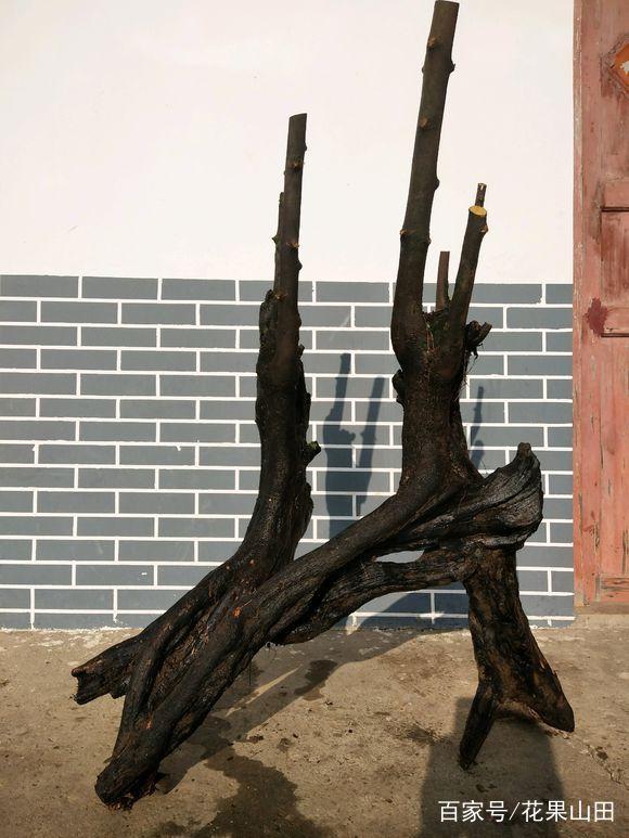 今天 挖的金弹子下山桩 一米八 卖2万 没问题