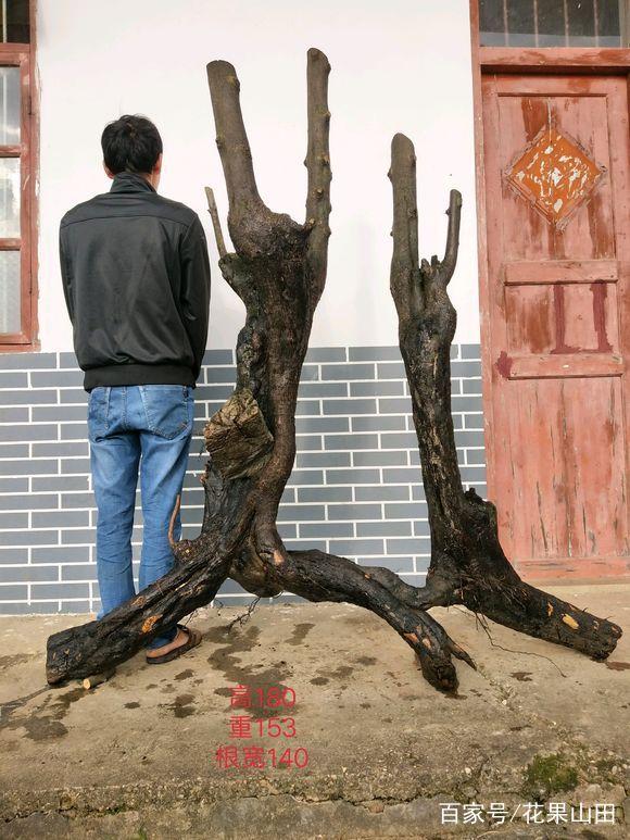 今天 挖的金弹子下山桩 一米八 卖2万 没问题