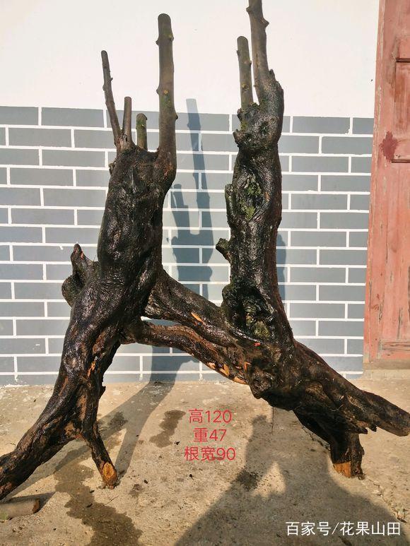 今天 挖的金弹子下山桩 一米八 卖2万 没问题