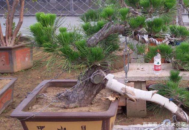 黑松下山桩怎样养护？这些栽种方法教给你