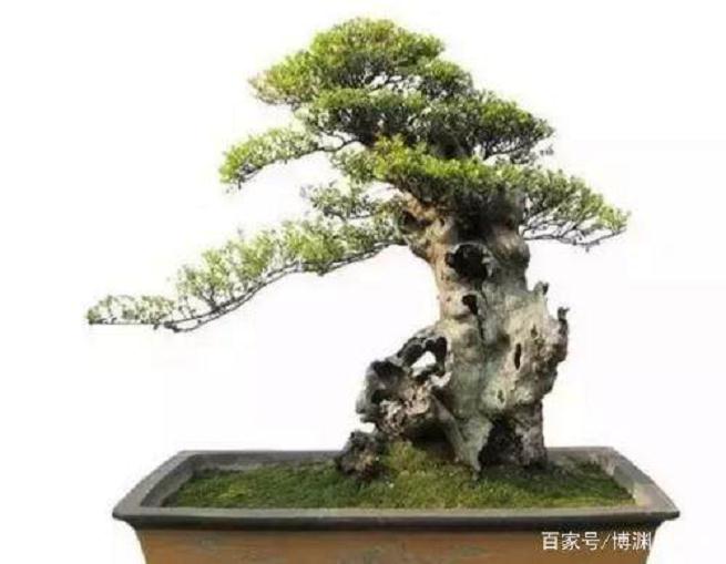 如何提高赤楠下山桩的成活率?