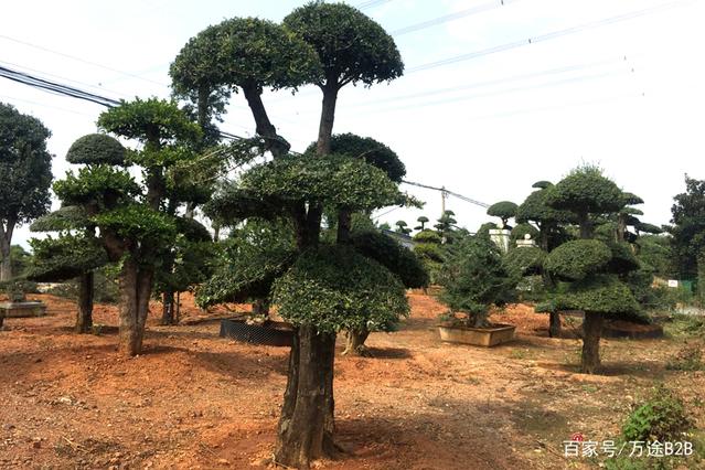 对节白蜡下山桩为什么要选在秋季移栽?
