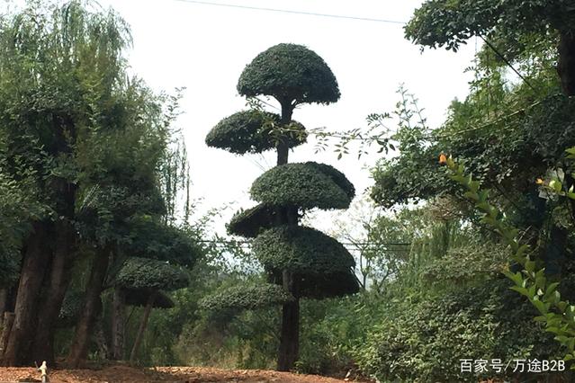 对节白蜡下山桩为什么要选在秋季移栽?