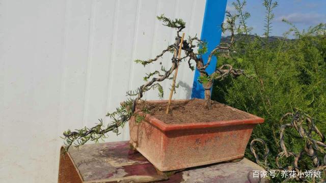 栽种红豆杉下山桩 做好这4点 容易成活
