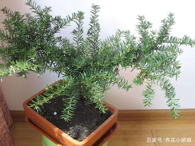 栽种红豆杉下山桩 做好这4点 容易成活