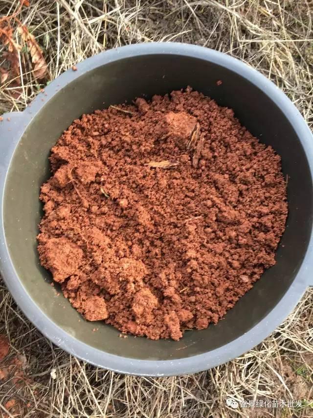 怎么栽培下山桩 首先是土壤的选择 图片