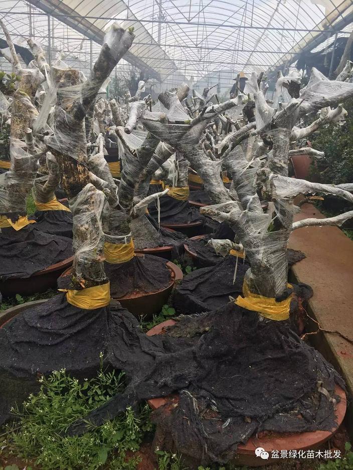 怎么栽培下山桩 首先是土壤的选择 图片