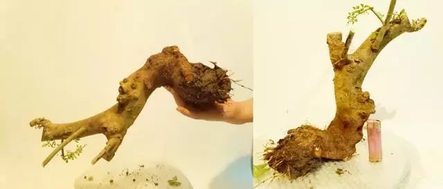 这个过程我们通常称为审桩和截桩。