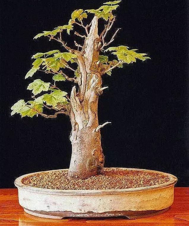 在盆景桩材的选择上 本人有以下3点看法