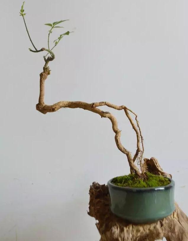 在盆景桩材的选择上 本人有以下3点看法