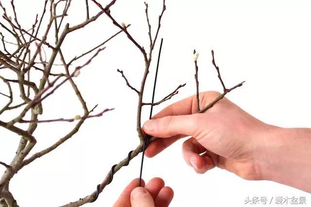 图解 盆景铝线盘扎整型的正确姿势 7幅