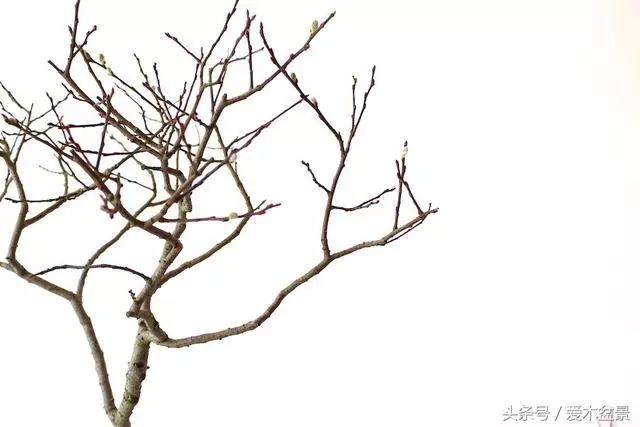 图解 盆景铝线盘扎整型的正确姿势 7幅