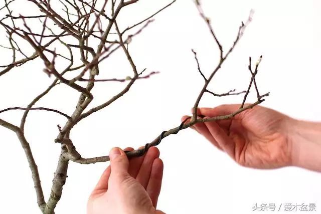 图解 盆景铝线盘扎整型的正确姿势 7幅