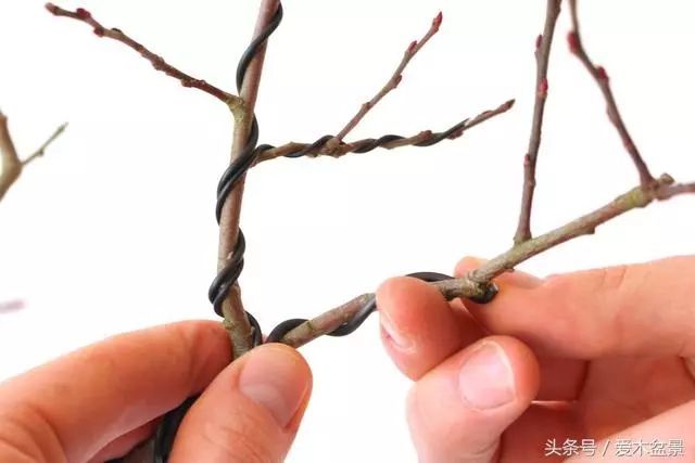 图解 盆景铝线盘扎整型的正确姿势 7幅