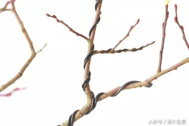 图解 盆景铝线盘扎整型的正确姿势 7幅