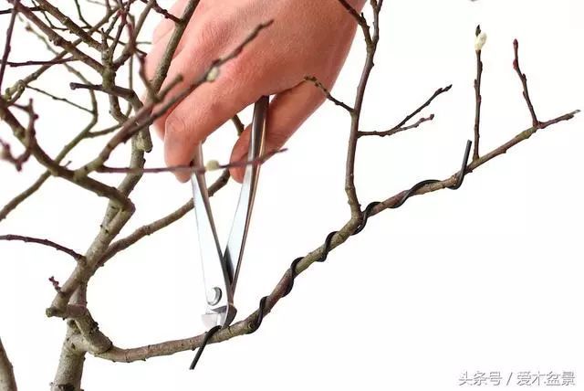 图解 盆景铝线盘扎整型的正确姿势 7幅