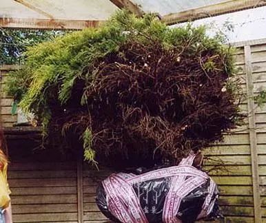 图解 绿化圆柏到经典盆景的培养过程