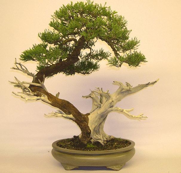 图解 绿化圆柏到经典盆景的培养过程