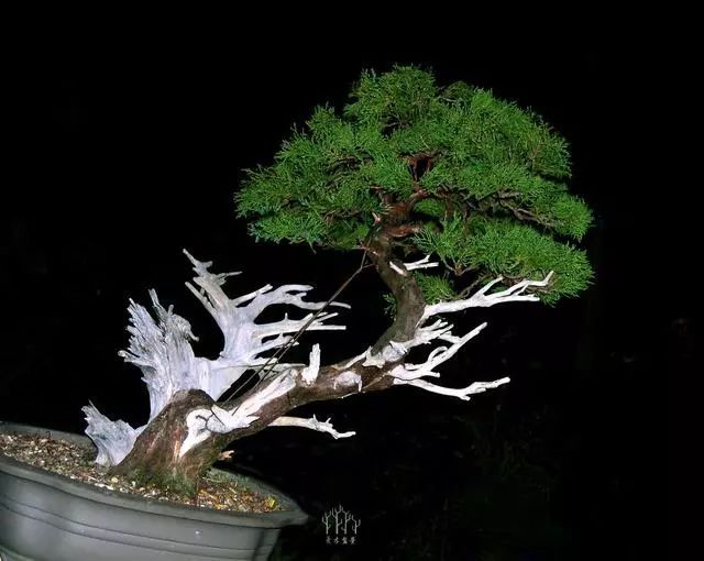 图解 绿化圆柏到经典盆景的培养过程