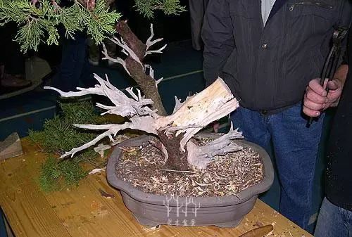 图解 绿化圆柏到经典盆景的培养过程