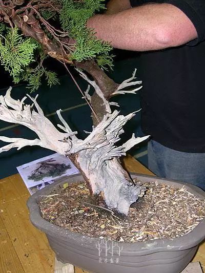 图解 绿化圆柏到经典盆景的培养过程